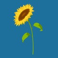 sunflower flower garden plants elements Royalty Free Stock Photo